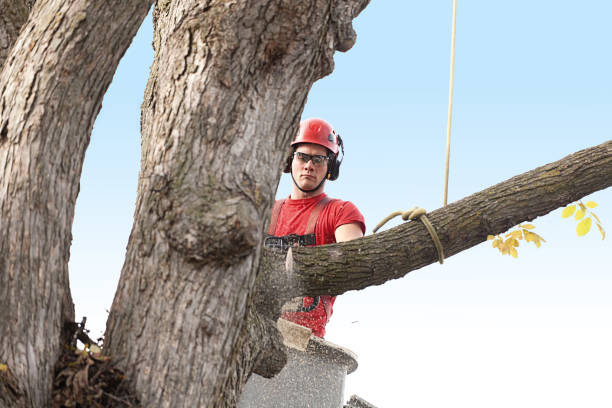 Best Tree Trimming and Pruning  in Corning, CA